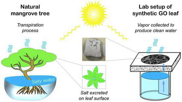 图2. GO叶片通过太阳能蒸发手机水蒸气的脱盐过程示意图。